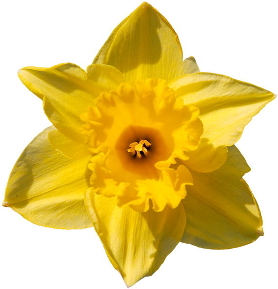 Нарцисс, Желтый Цветок, Daffodil - Daffodil (600x600)