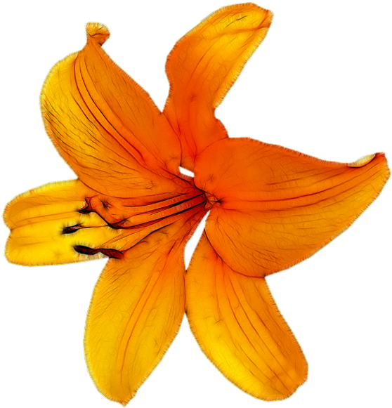 Flower Petal Orange - Flower (596x600)