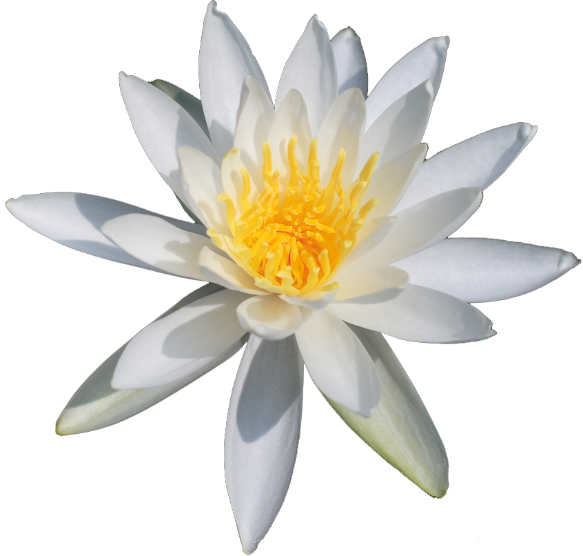 White Water Lily Transparent (846x806)
