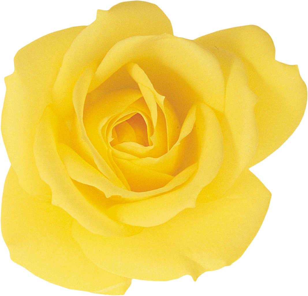 Garden Roses Beach Rose Yellow Petal - Rose (1067x1026)