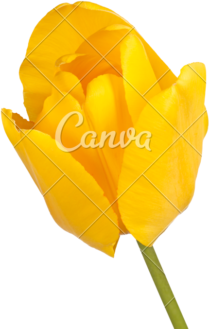 Flower Of A Yellow Tulip - Tulip (533x800)