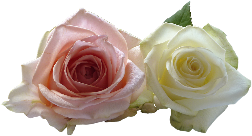 White Rose Png 10, Buy Clip Art - Wedding (960x639)