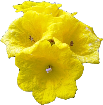 Muyuyo Galápagos - Petunia (366x366)