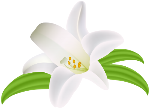 Lilium Flower Png Clipart Image - Lily (500x363)