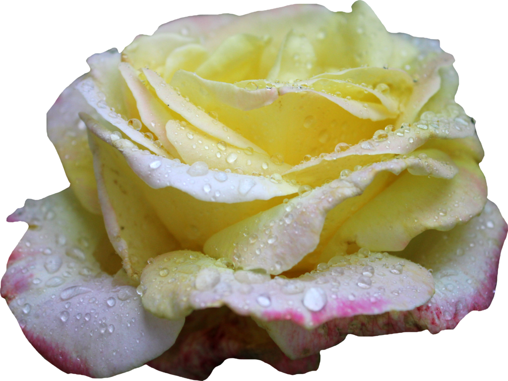 Pink And Yellow Rose Png 01 By Thy Darkest Hour - Png Yellow Roses (1024x769)