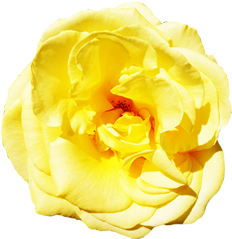 Yellow Rose With Leaves, Head Of Yellow Rose Clipart - Garden Roses (354x349)