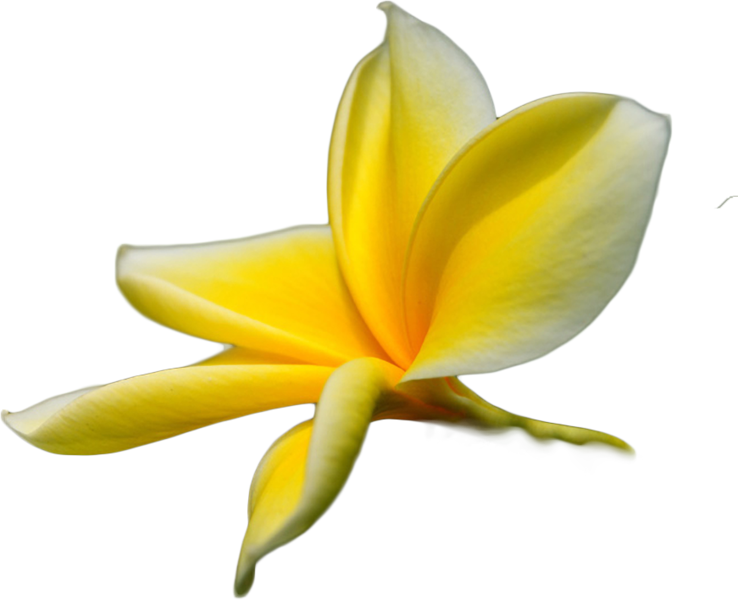 Share This Image - Tropical Flower Transparent Png (738x600)