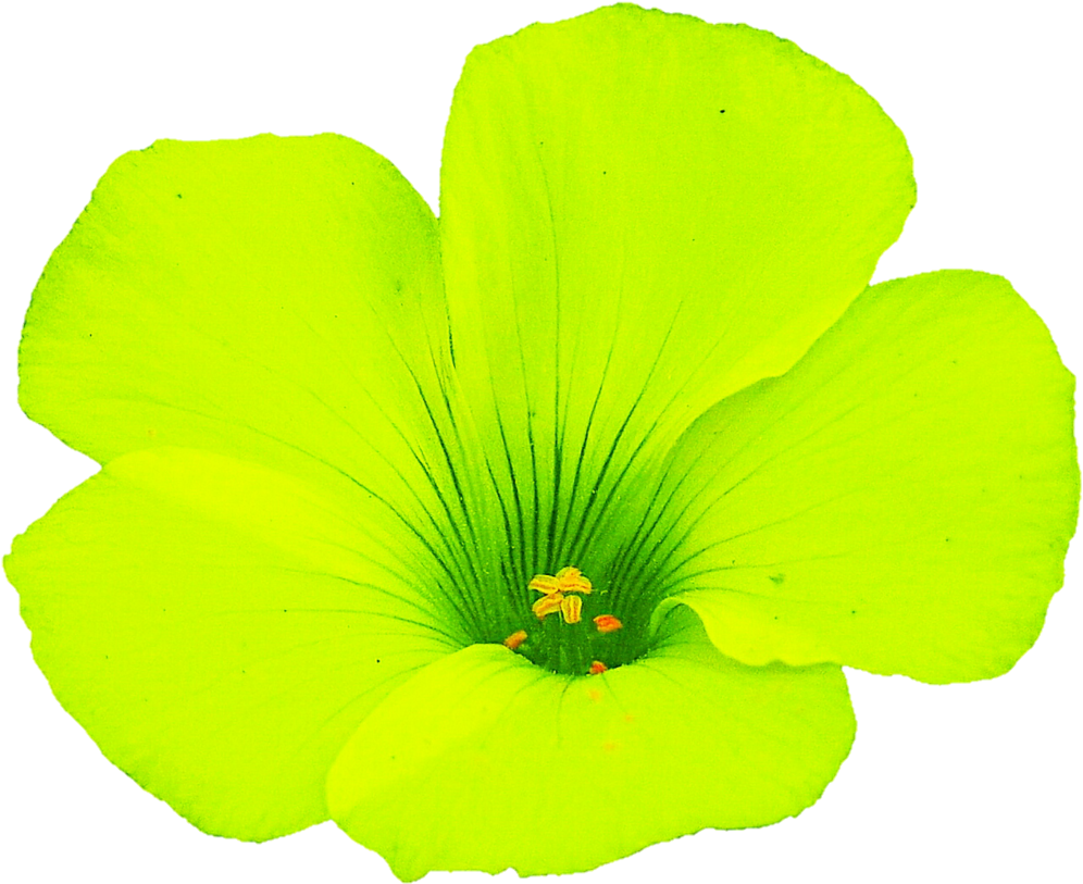 Neon Green Flower By Jeanicebartzen27 Neon Green Flower - Neon Green Flower Png (1024x848)
