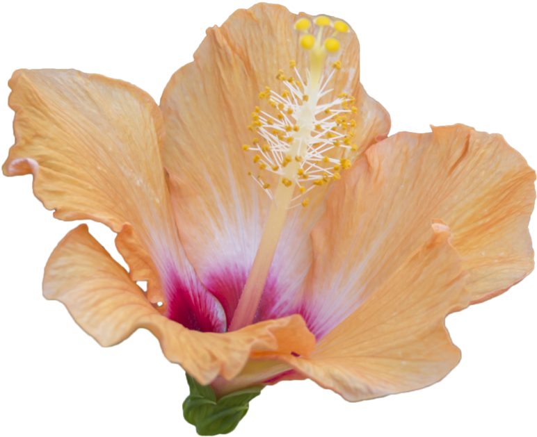 Orange Hibiscus Flower 2 Free To Use Png By Kibblywibbly - Deviant Art Flower Pngs (1024x731)