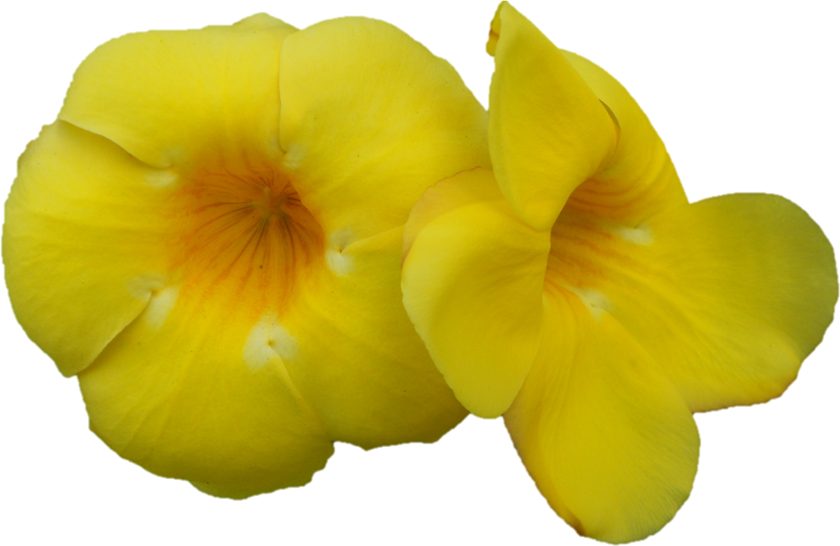 Darshan Of Sri Sarada Devi At Belur Math On - Desert Rose (1240x804)