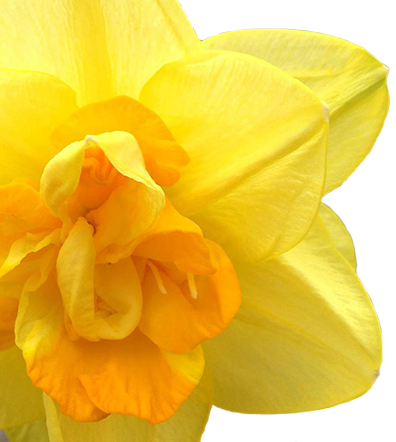 Atlanta's Premier Landscape Designer - Narcissus (396x442)