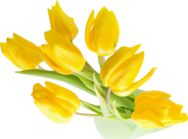 Yellow Tulips - Xinhuaya 100pcs Tulips Seed Flower Seeds Bonsai Plants (650x482)