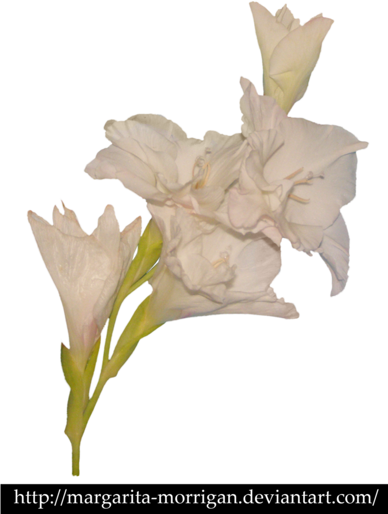 White Gladiolus By Margarita-morrigan - Stock Photography (762x1048)