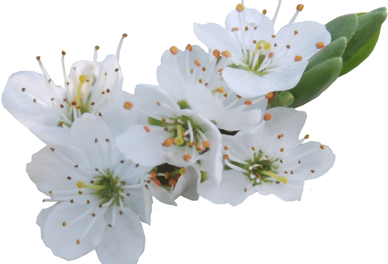 White Flowers Png Gallery Flower Decoration Ideas - My Mom And Me (1368x855)