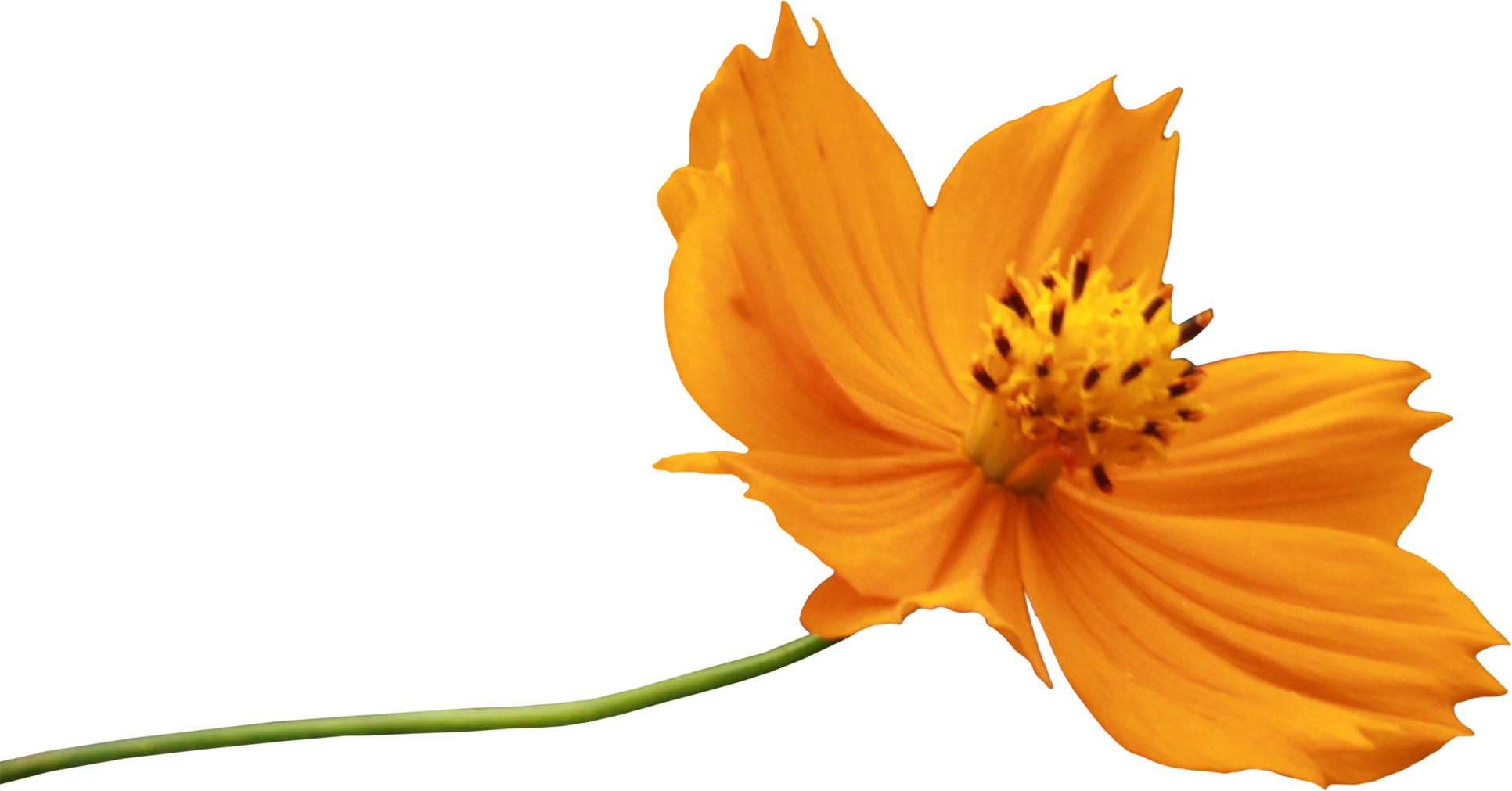 Flower Clip Art - Sulfur Cosmos (1932x1011)