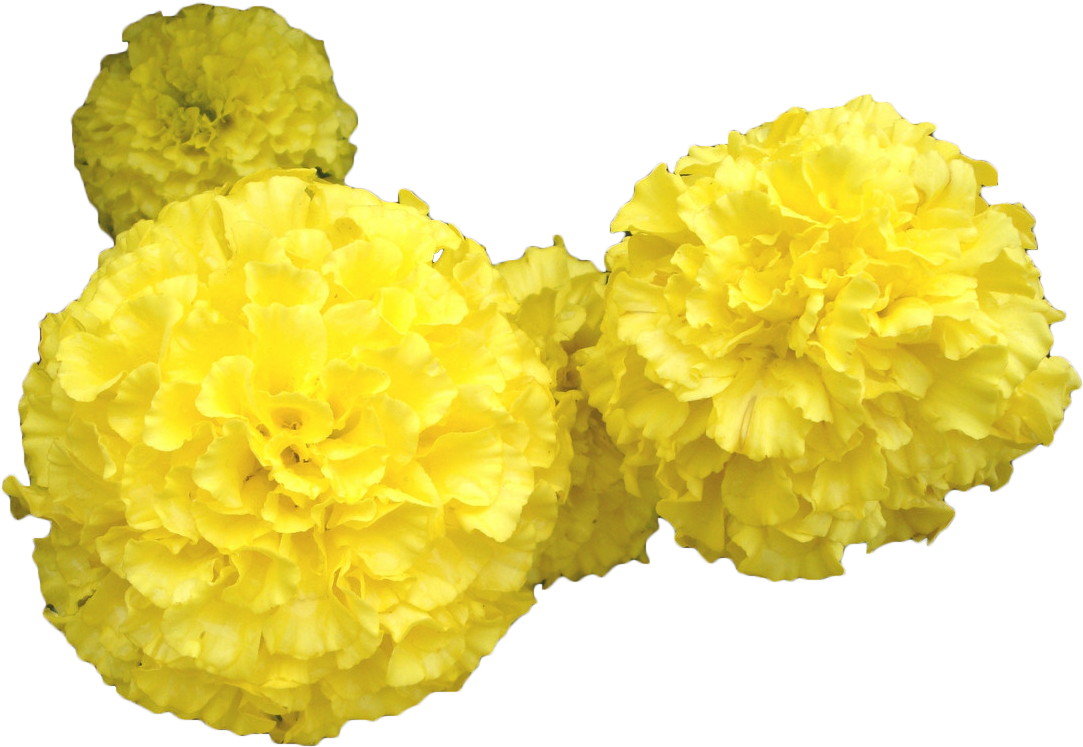 Mansu Hill Grand Monument Mexican Marigold Toran Flower - Mansu Hill Grand Monument Mexican Marigold Toran Flower (1200x900)