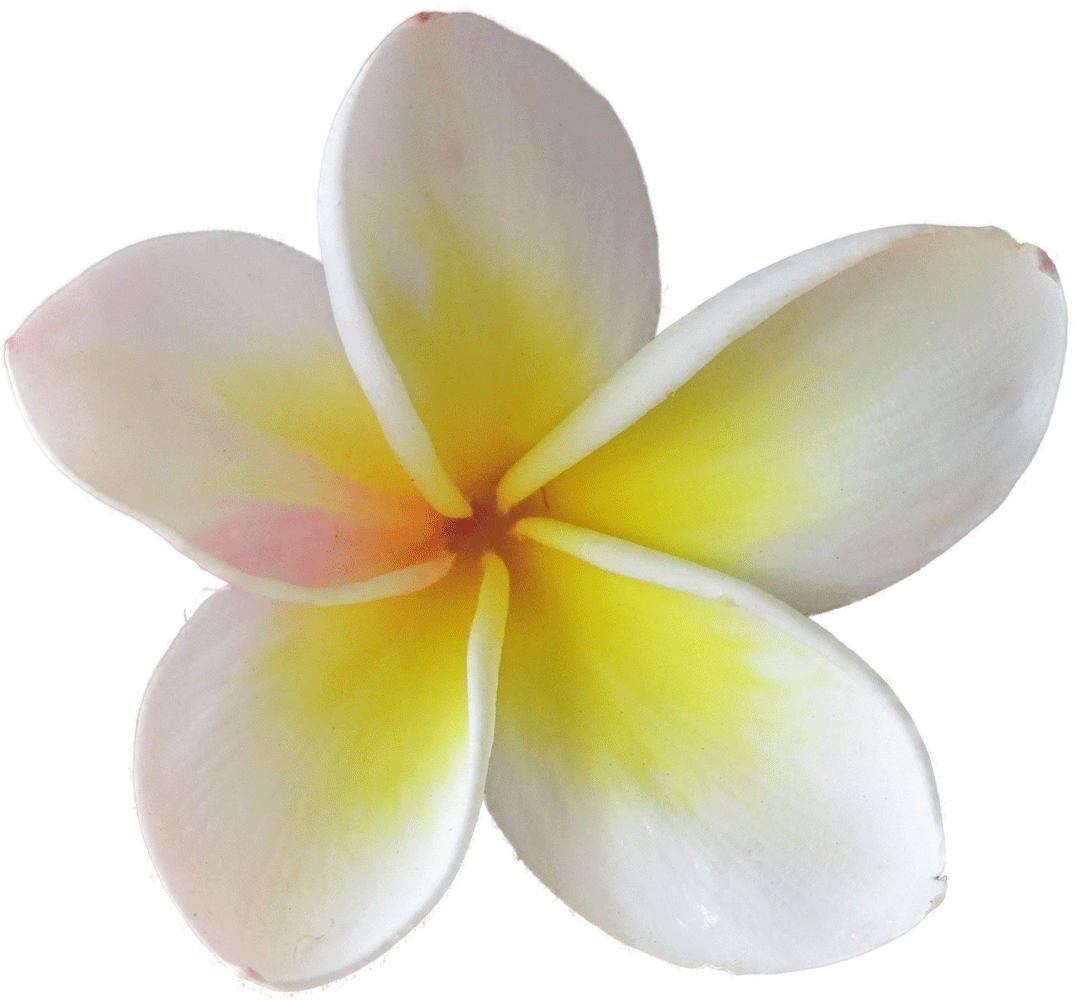 Flower Plumeria Rubra - Plumeria Gif (1080x1000)