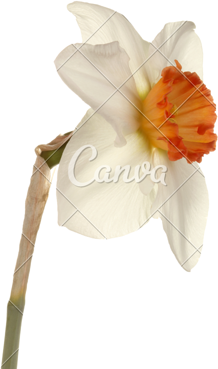 Single Flower Of A Daffodil Cultivar - Cultivar (533x800)