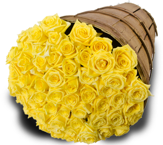 Yellow Roses - Garden Roses (382x382)