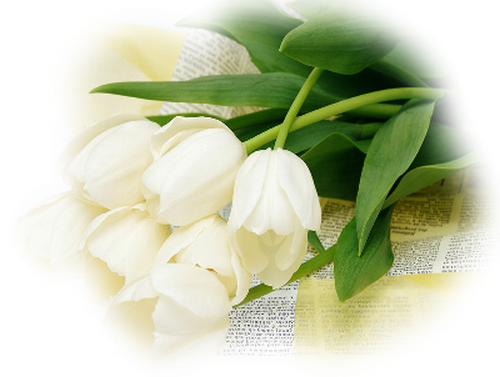 Tube Fleur En Blanc - 3drose White Tulips, Mouse Pad, 8 By 8 Inches (500x377)