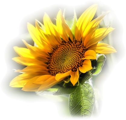 Tube De Tournesol (600x403)