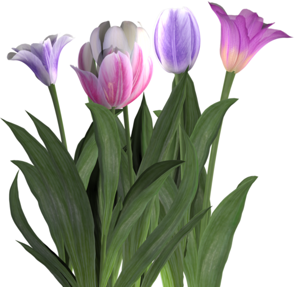 Tulipes - Tulipa Humilis (600x583)