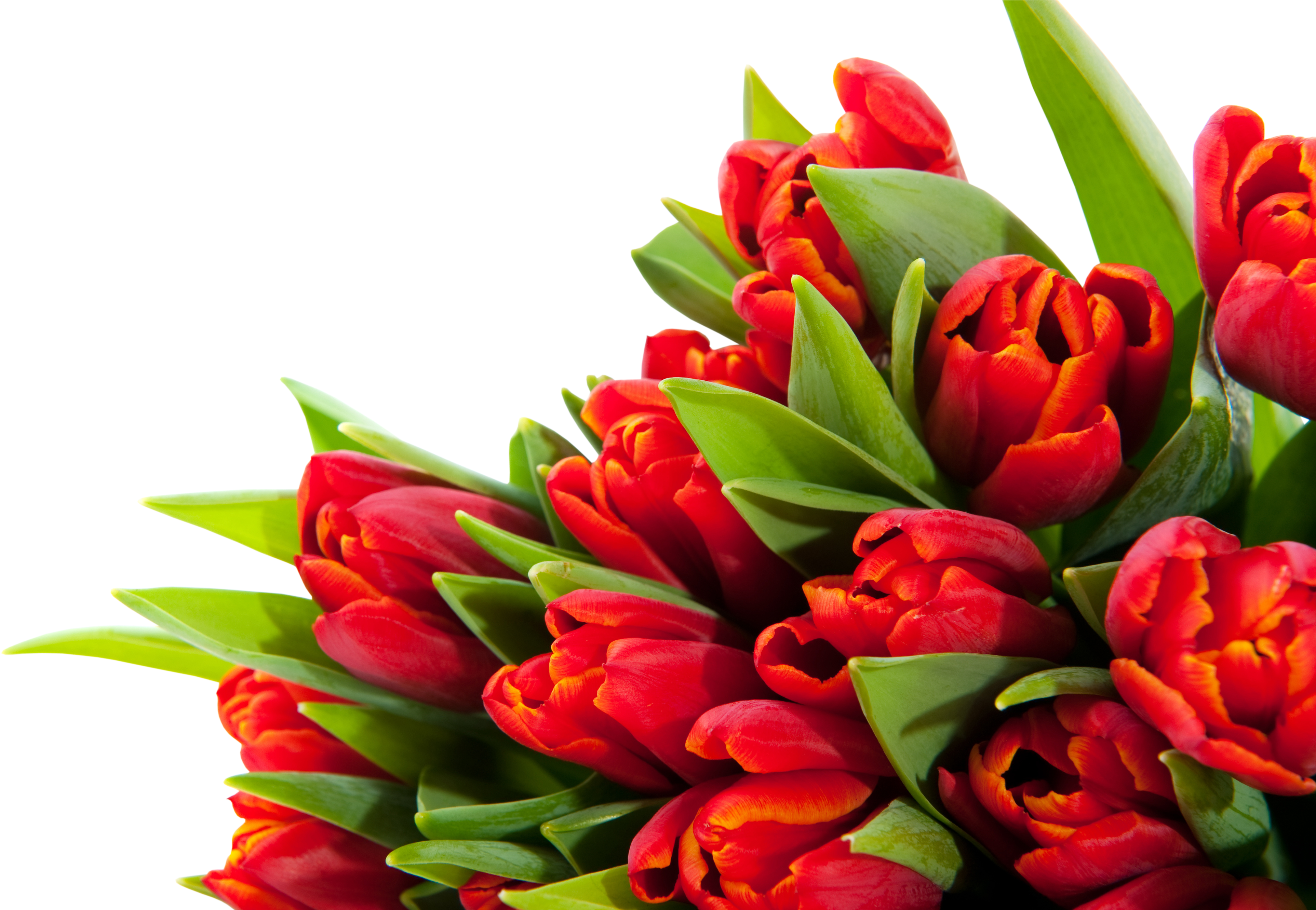 Gz-60, Backgrounds V - Alles Gute Zum Geburtstag Blumen (4000x2662)