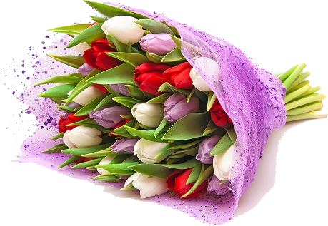 Flower Bokeh Png - / Lot Rare Tulip Seeds Bulbs Mix Available Tulips Variety (459x317)