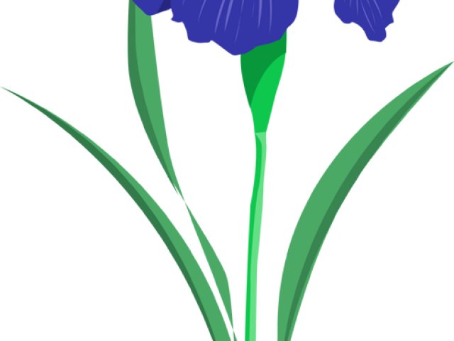 Iris Clipart - Iris Clipart (640x480)