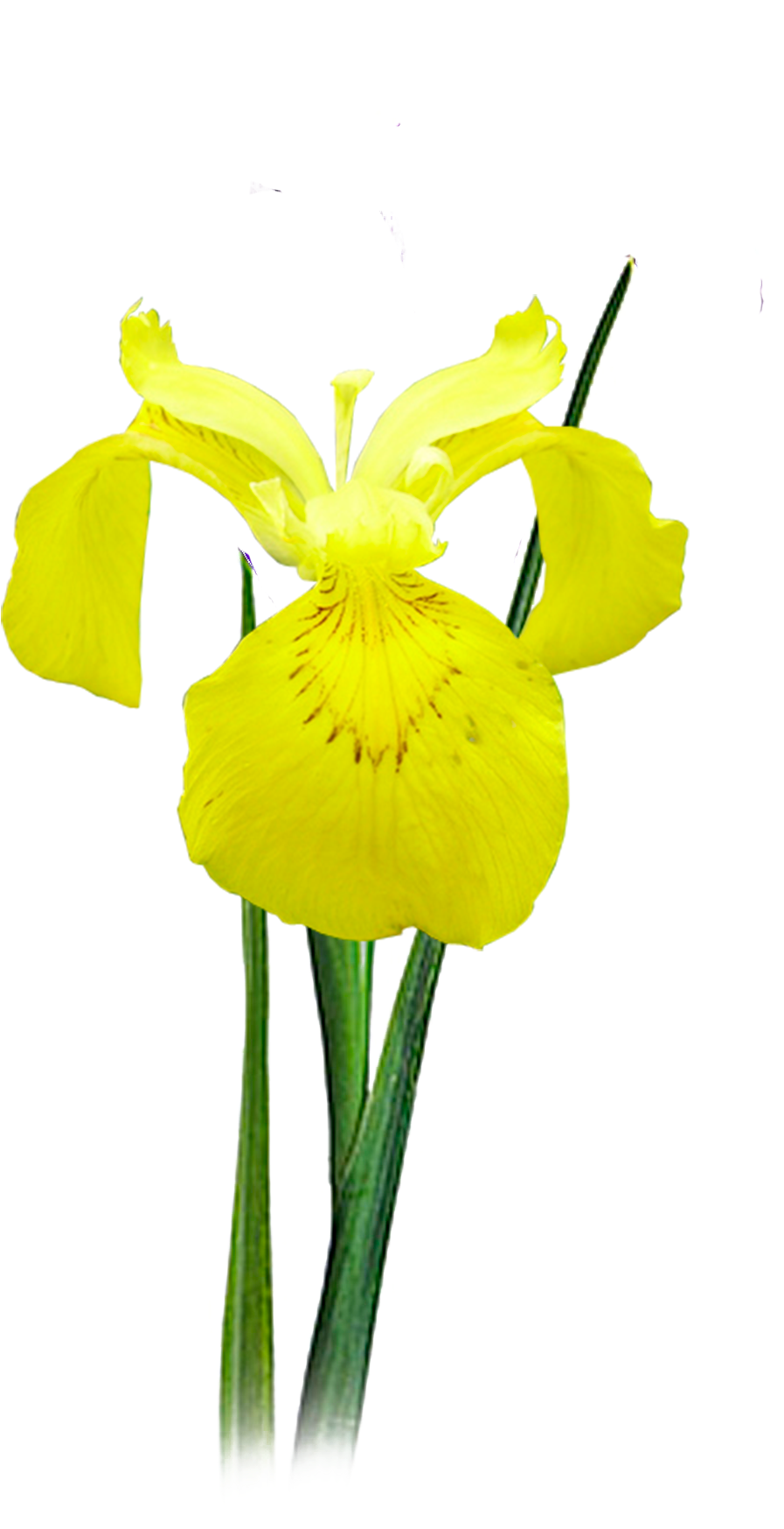 Next - Yellow Iris (1181x1968)