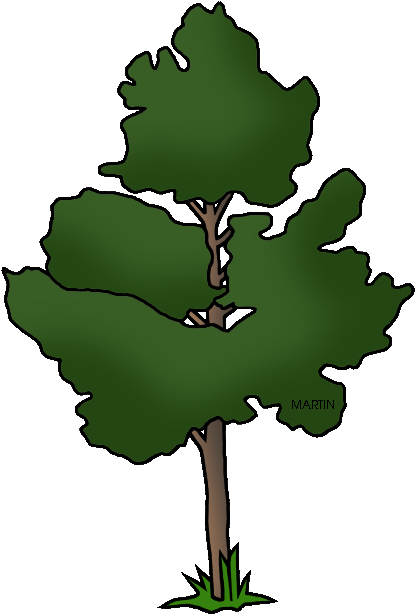 New Mexico State Tree Pinon Pine - United States Of America (437x648)