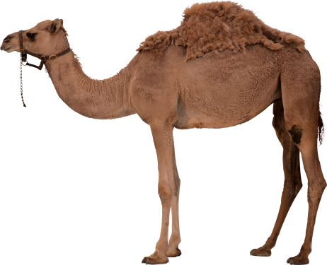 Camel Png Clipart - Skate Fast Eat Ass (462x375)