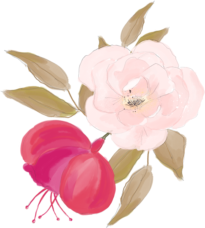 Centifolia Roses Watercolor Painting Flower Illustration - Rose (800x800)