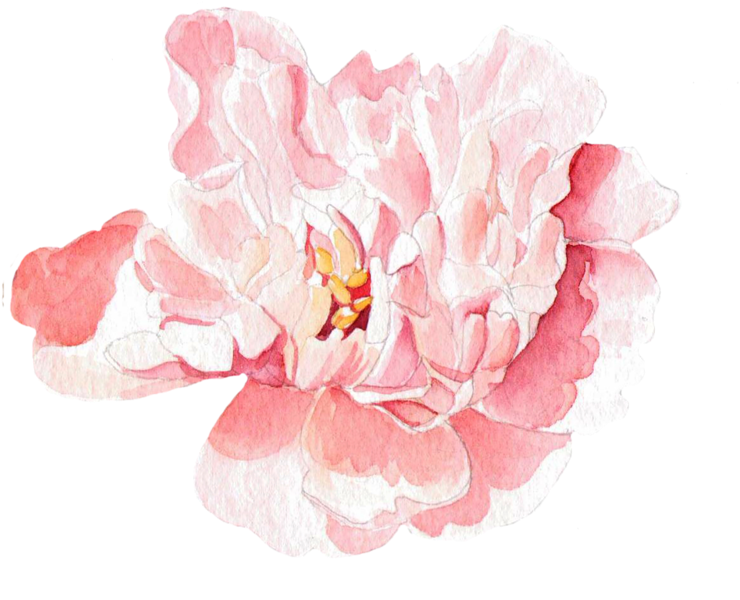 Moutan Peony Floral Design Watercolor Painting - Watercolor Peony (800x639)