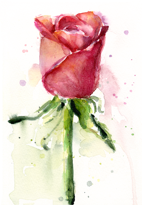 Painting Rose Watercolor By Olga Shvartsur - Canvas Paintings For Beginners Roses (484x700)
