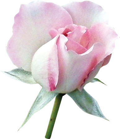 Floral Theme - Beach Rose (387x450)