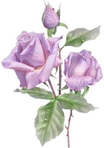 Rose Paintings, Painting Flowers, Watercolor Flowers, - Congratulations For 10th Exam (335x475)