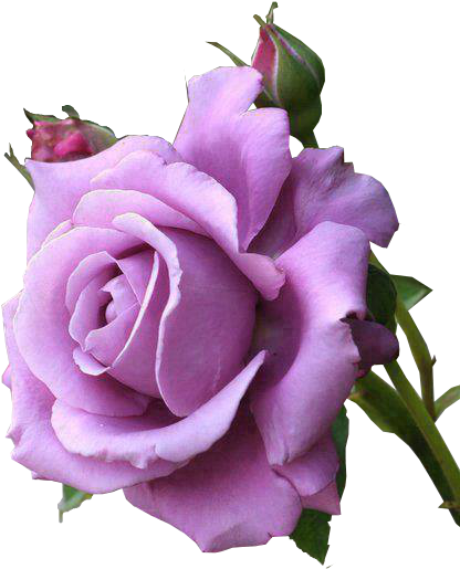 Outras Imagens Pngs De Flores, Imagens Pngs De Flores - Good Morning Purple Roses (469x516)