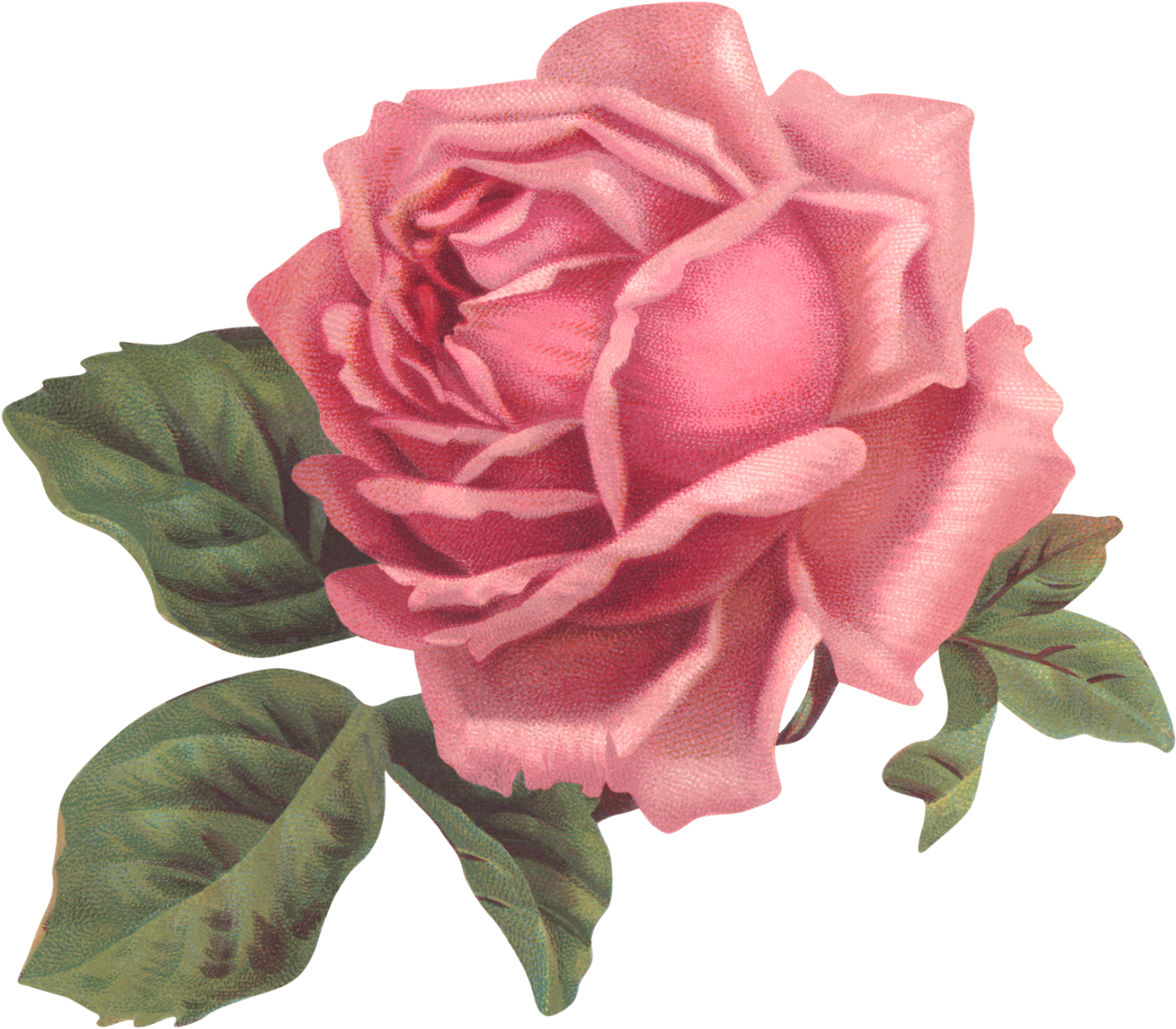 Un Poco De Romanticismo Antes Que Acabe El Domingo - Old Rose Informant By Brent C Dickerson (1600x1350)