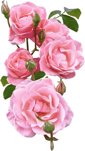 Rosas Gifs - Rose Flower Animation Gif Png - (281x500) Png Clipart Download