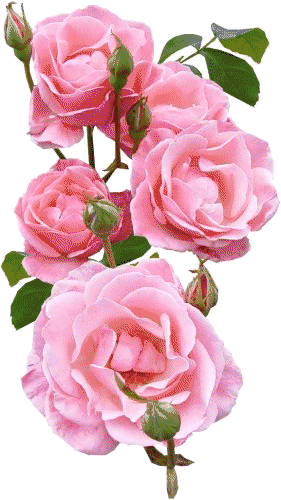 Png Flowers GIF - Png Flowers Animated GIFs