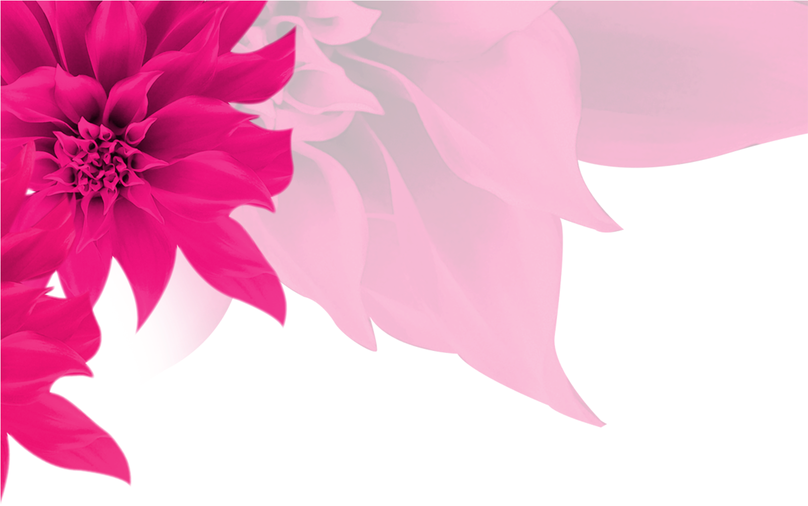 Flor De Fundo Superior - Flor De Fundo Superior (1600x1065)