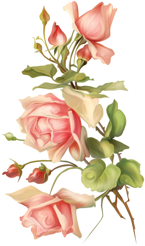 Adesivo, Rosas Inglesas, Flores Vintage, Rosas Cor - Rose (472x800)