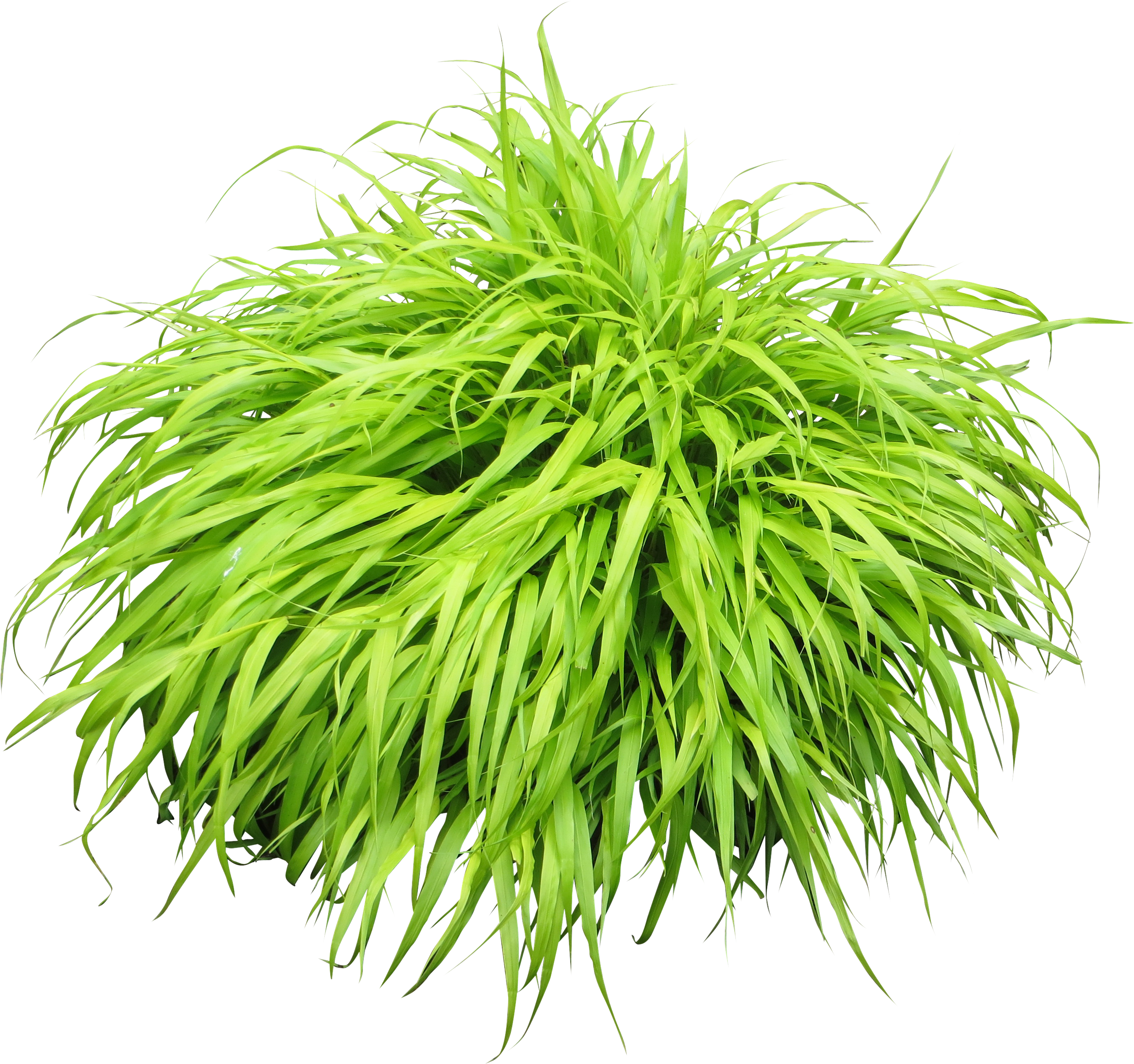 Shrub Clipart Flower Bush - Plant Png (2922x2922)