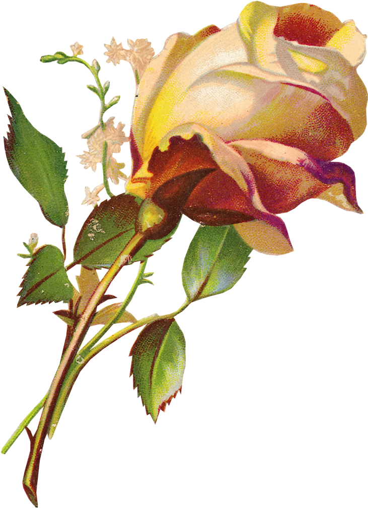 33259 , Printable Digital Image File - White Rose With Leaves 14 Oz Stainless Steel Travel (771x1031)