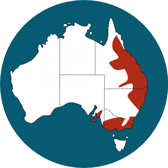 Animals, Bear, En, Eucalyptus, Herbivore, Koala, Mammal, - Qme Services Pty Ltd. (575x574)