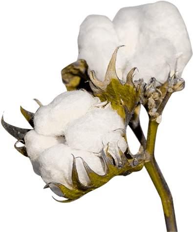 Cotton Clipart Cotton Seed - Portable Network Graphics (567x560)