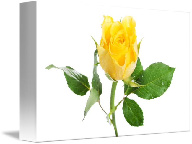 Hybrid Tea Rose (650x489)