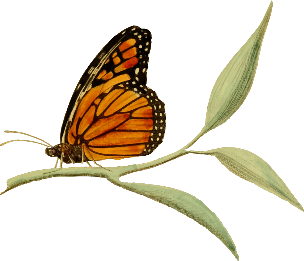 Monarch Butterfly Clipart Blank - Monarch Butterfly And Milkweed Clipart (1000x857)