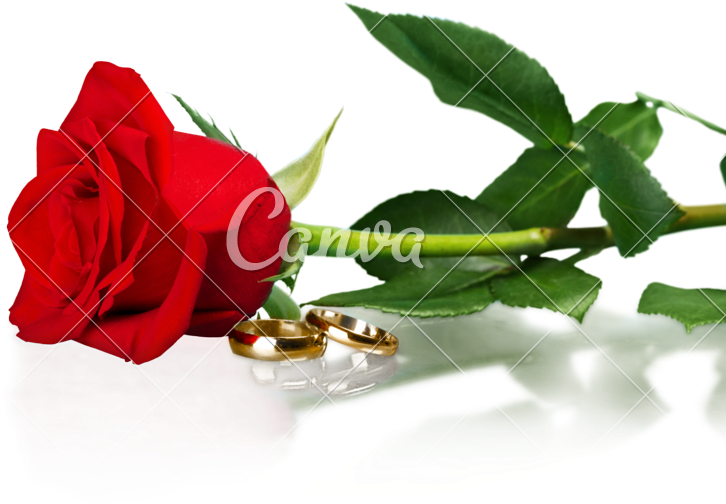 Red Rose With A Wedding Rings - Png Blumenladen (800x588)